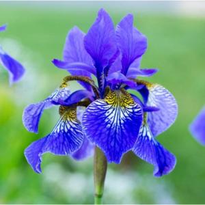 iris sibirica (siberian iris) (1)